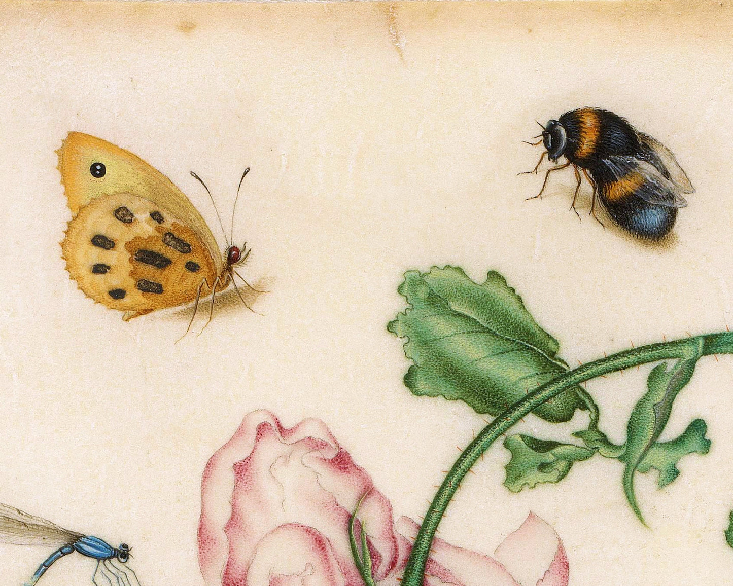 Vintage rose art print | Dragonfly, butterfly, bee, mosquito | 17th century Natural history painting | Eco-friendly gift