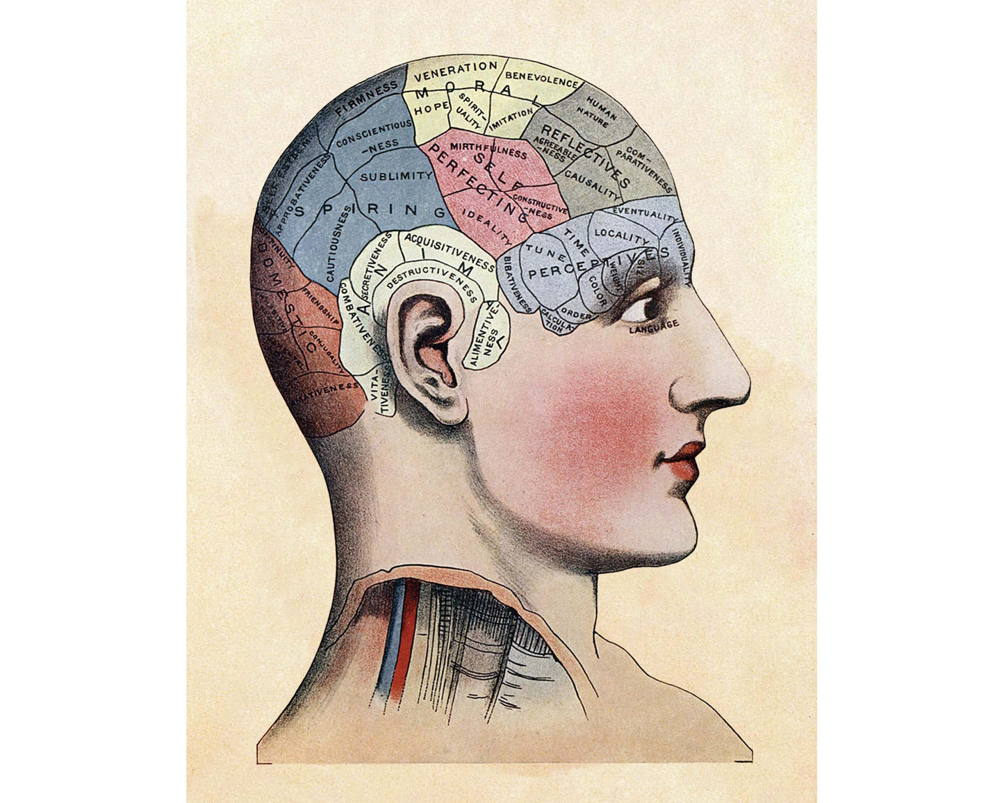 Vintage brain mapping art print | Phrenology of skull illustration | Human head anatomy | Science of the brain | Giclée Eco-friendly gift