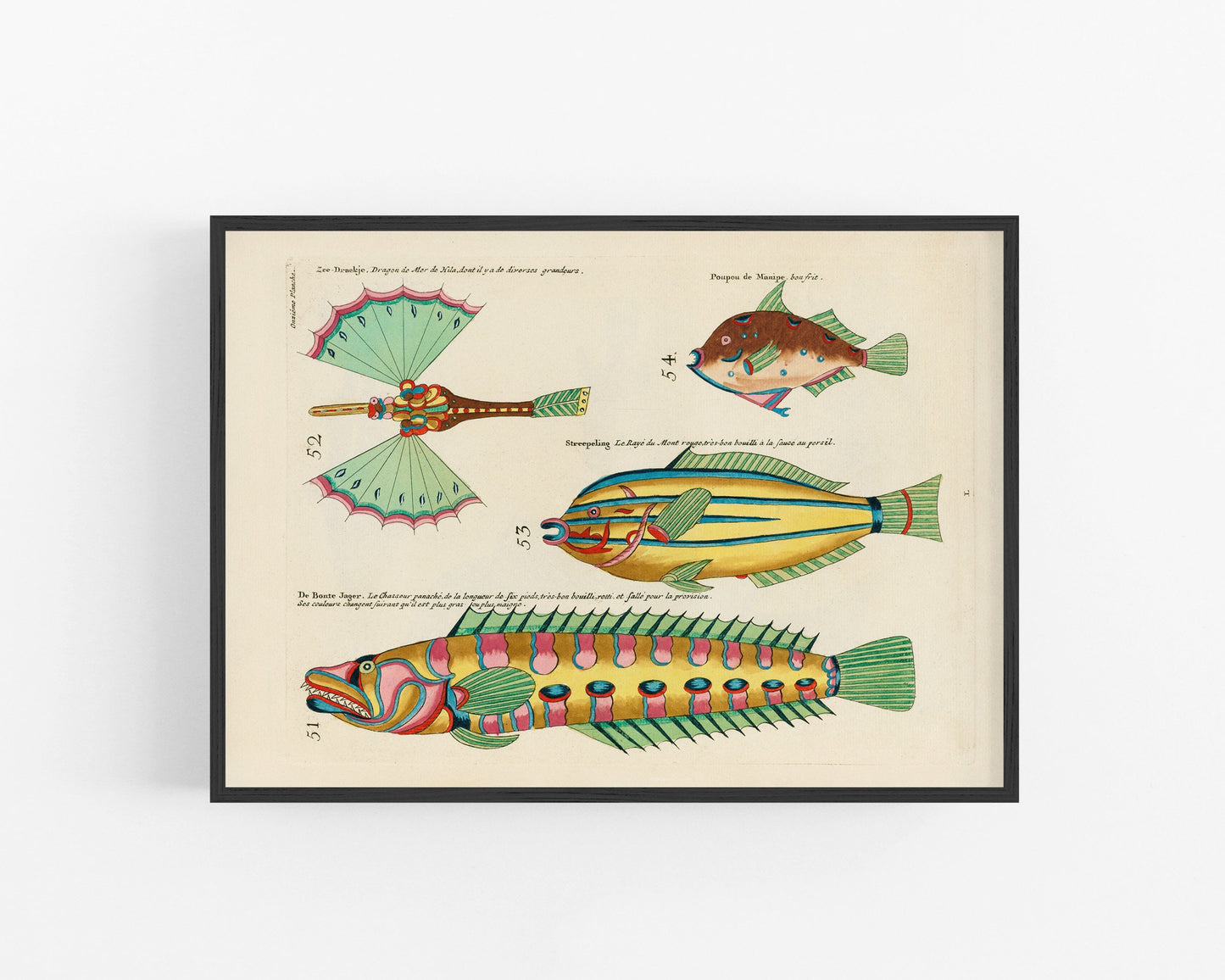 Antique fish art | 18th century natural history | Ocean, aquarium, tropical animal illustration | Vertical or horizontal | Eco-friendly gift