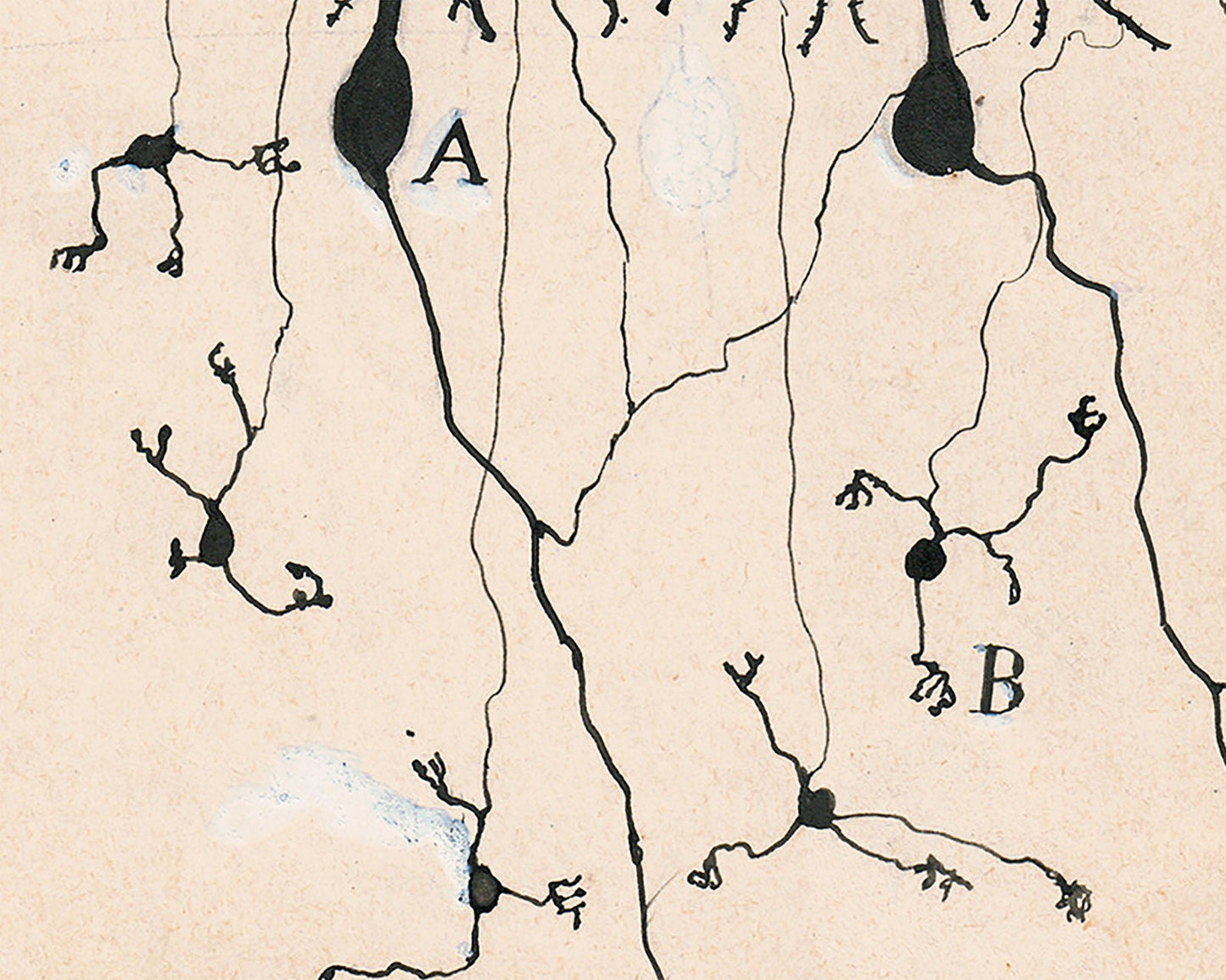 Vintage neuron drawing No. 3 by Santiago Ramón y Cajal