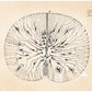 Vintage cell drawing No. 1 | Santiago Ramón y Cajal | Mouse spinal cord | Antique anatomical art | Neuroscience & Biology art | Spanish artist