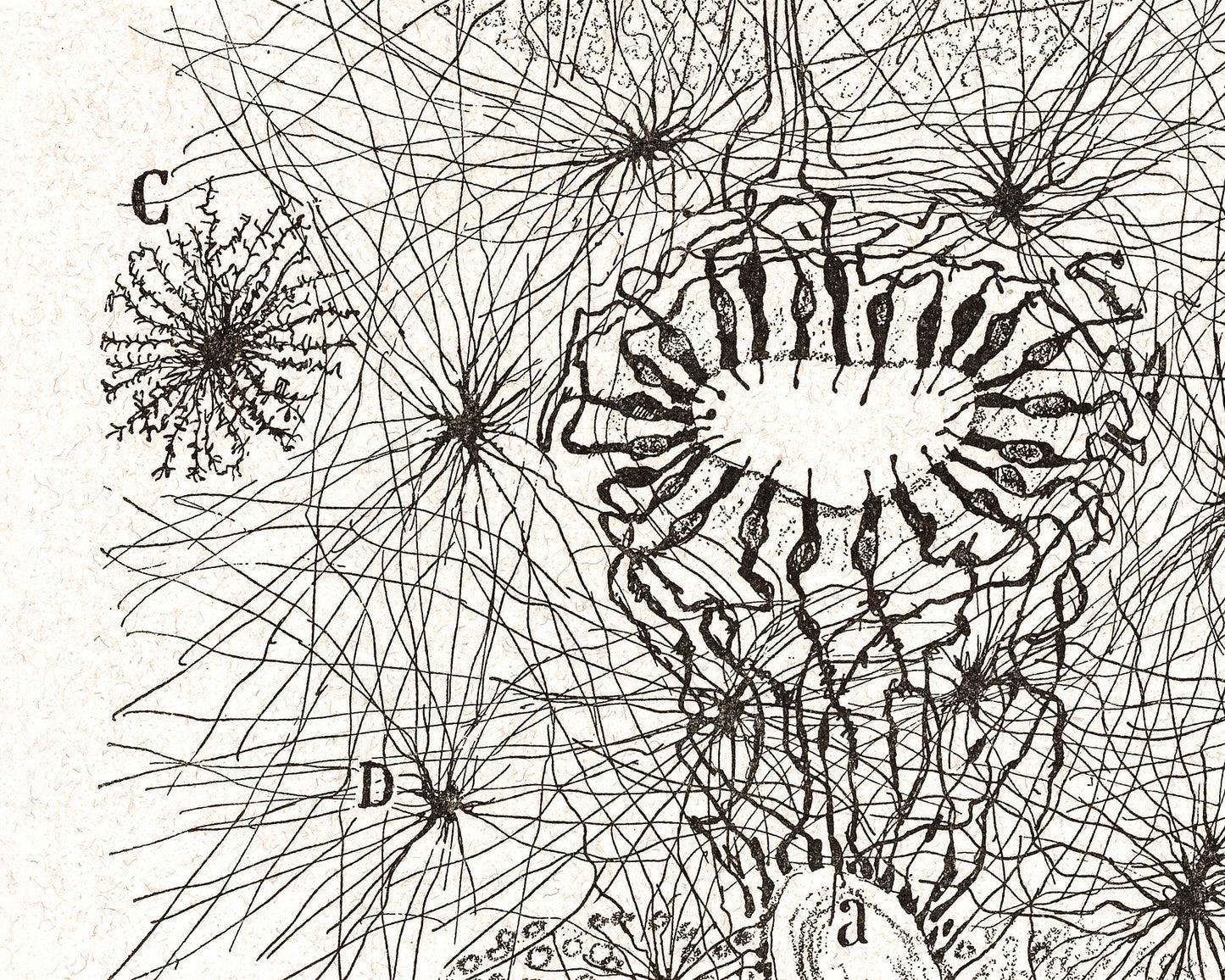 Vintage cell drawing No. 2  | Santiago Ramón y Cajal | Antique anatomical illustration | Spinal cord | Neuroscience & Biology art | Spanish artist