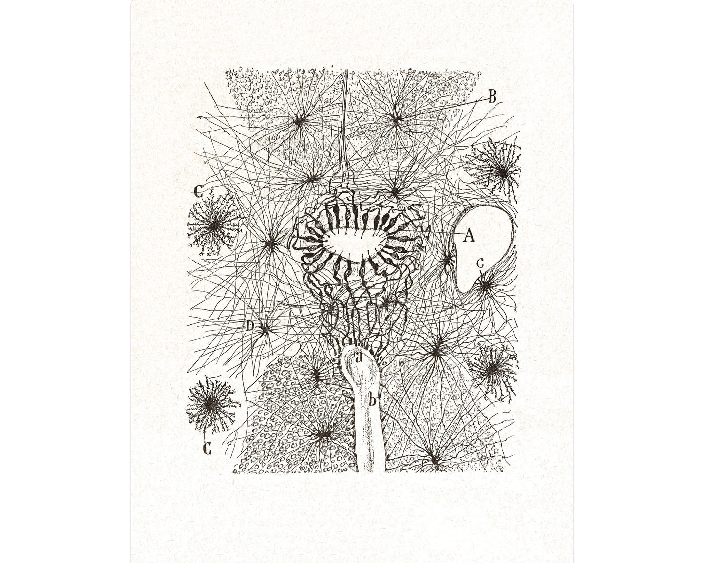 Vintage cell drawing No. 2  | Santiago Ramón y Cajal | Antique anatomical illustration | Spinal cord | Neuroscience & Biology art | Spanish artist