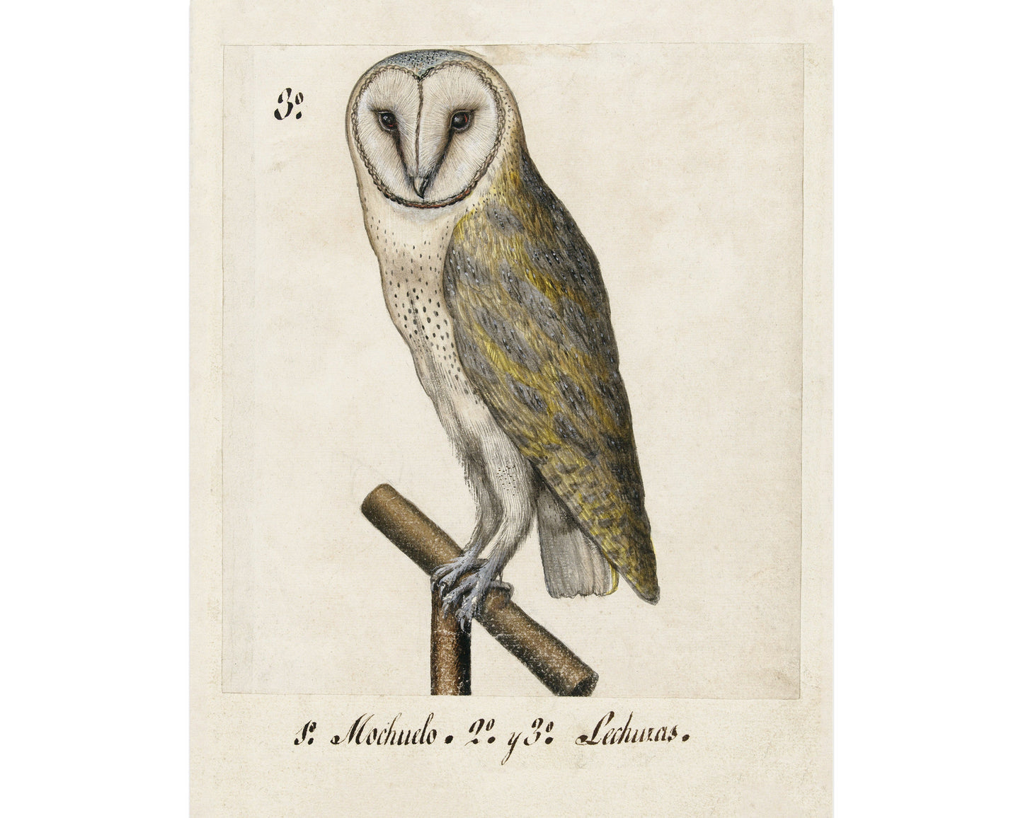 Ancient  barn owl art | 16th century bird illustration | Animal wall decor | Modern vintage décor | Eco-friendly gift