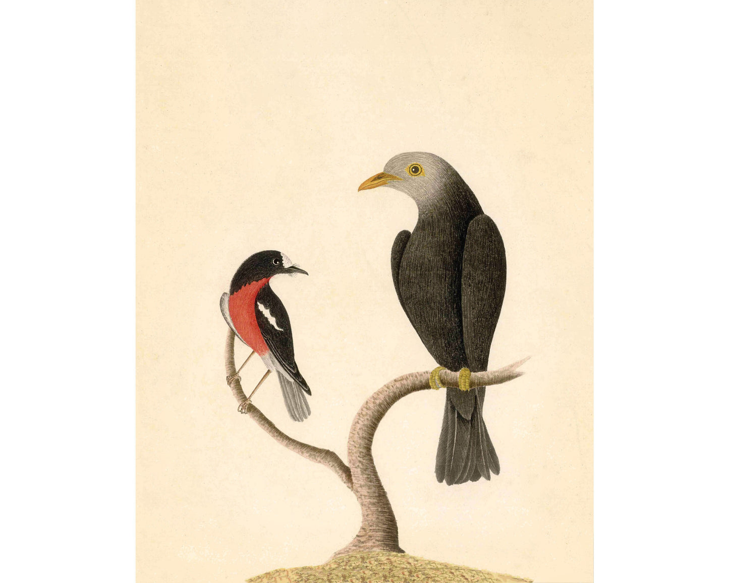Robin and blackbird art | 18th century bird illustration | Natural history | Animal wall decor | Modern vintage décor | Eco-friendly gift