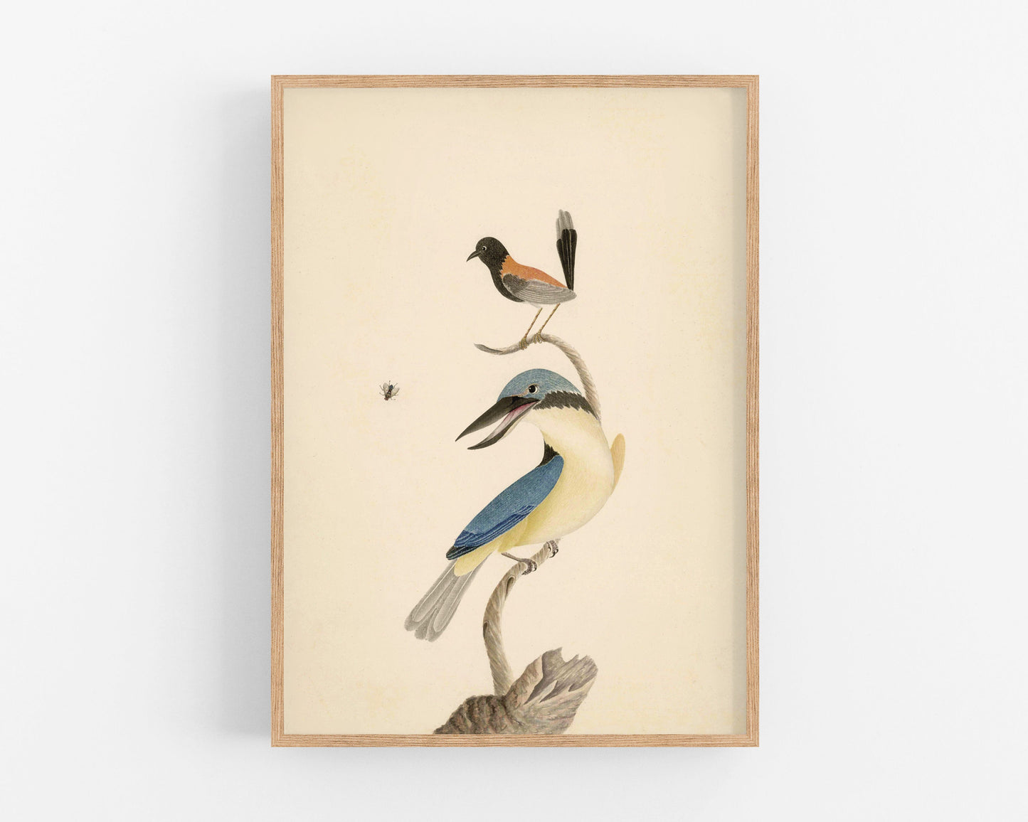Antique wren, kingfisher and fly art | 18th century birds | Natural history | Animal wall decor | Modern vintage décor | Eco-friendly gift
