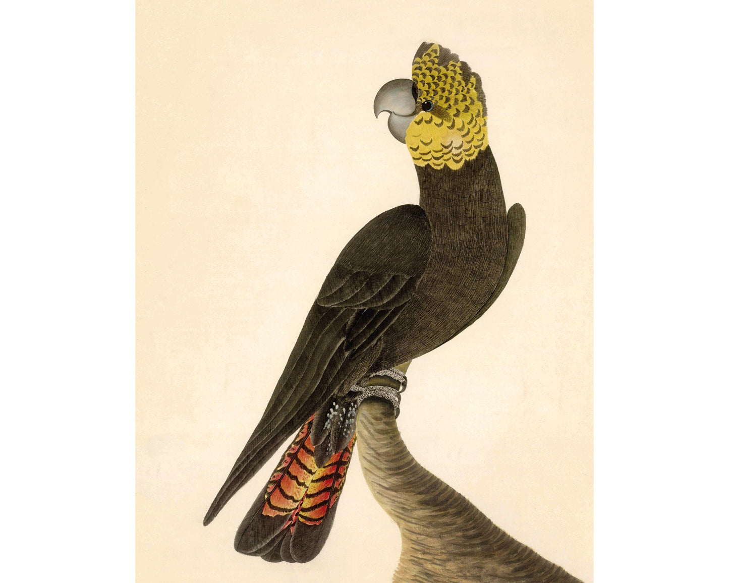 Antique cockatoo art | 18th century bird illustration | Natural history print | Animal wall décor | Modern vintage | Eco-friendly gift