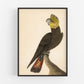 Antique cockatoo art | 18th century bird illustration | Natural history print | Animal wall décor | Modern vintage | Eco-friendly gift