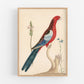 Antique parrot and flower art | 18th century bird and plants | Natural history print | Animal décor | Modern vintage | Eco-friendly gift