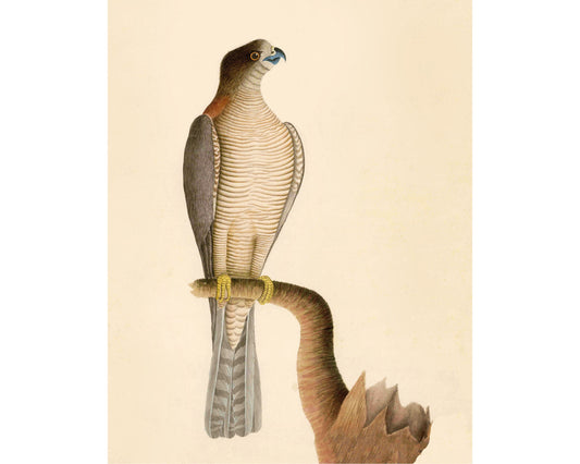 Antique hawk art | 18th century bird illustration | Natural history print | Animal décor | Modern vintage | Eco-friendly gift
