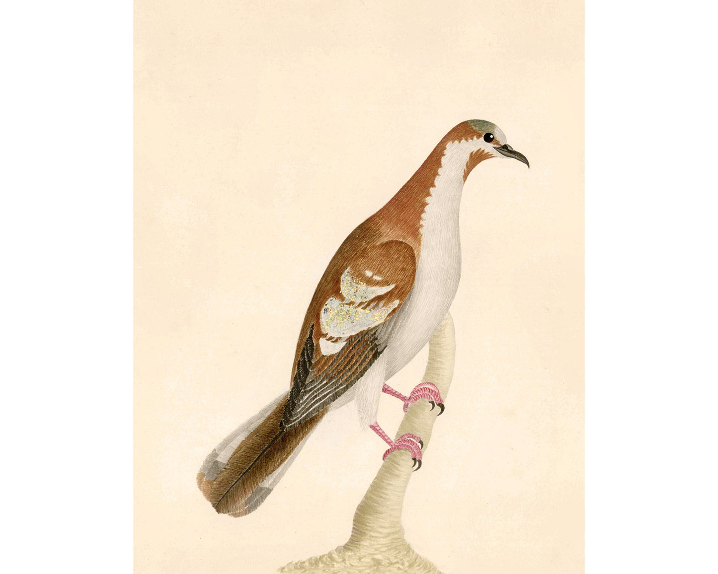 Antique bird art | Pink talons | 18th century bird illustration | Natural history print | Animal décor | Modern vintage | Eco-friendly gift