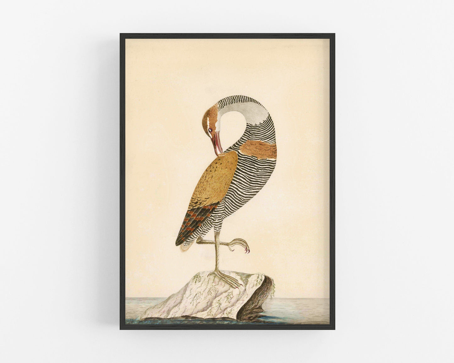 Antique water bird art | 18th century aviary illustration | Natural history print | Animal décor | Modern vintage | Eco-friendly gift