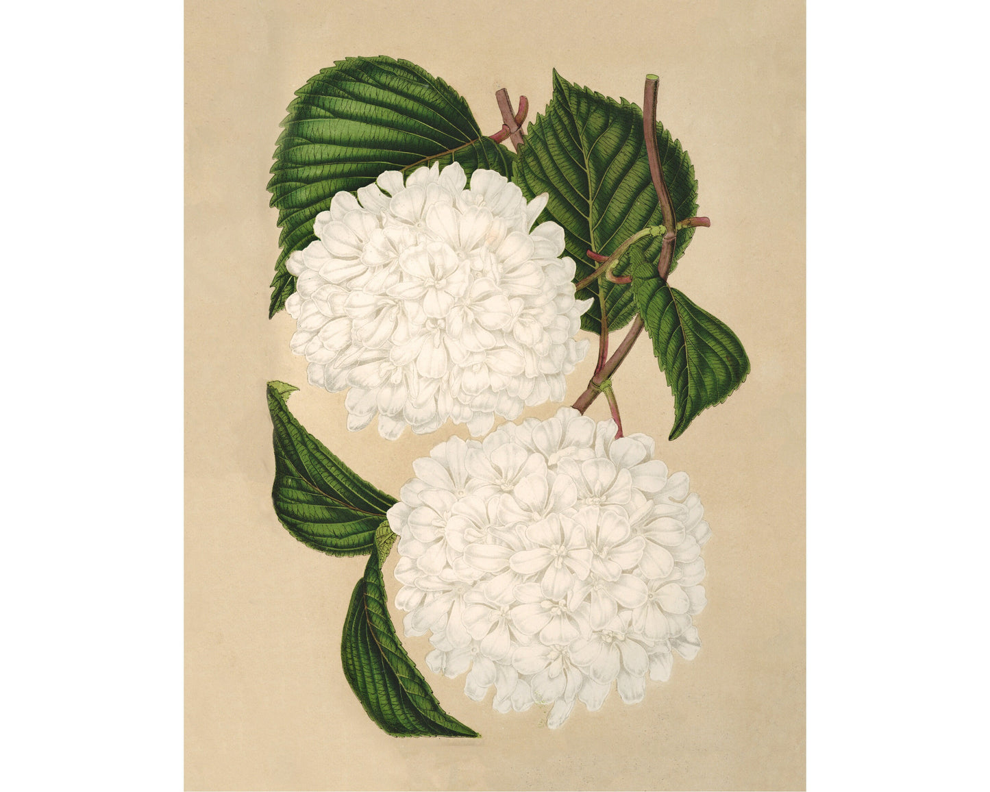 Japanese snowball flower | Vintage botany | Natural history print | Modern vintage décor | Eco-friendly gift