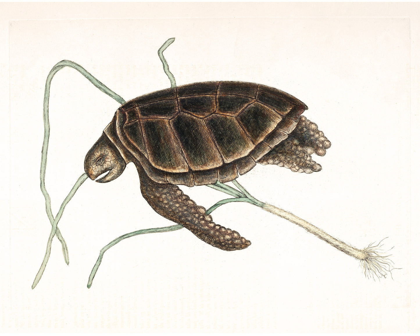 Vintage turtle art | Mark Catesby print | Animal wall art | Natural history illustration | Water, ocean animal | 18th century painting