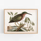 Antique bird art | Eurasian bittern | 18th century Mark Catesby | Natural history illustration | Modern vintage décor | Eco-friendly gift