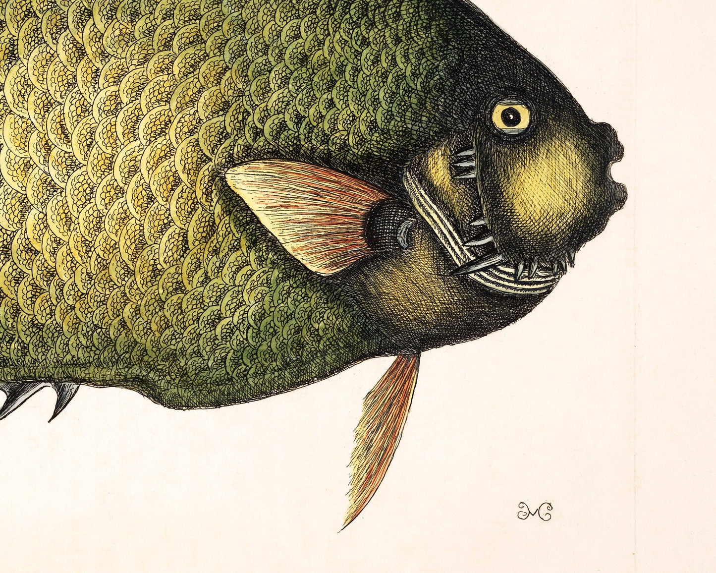 Antique angel fish | 18th century Mark Catesby | Natural history art | Water, ocean animal | Modern vintage décor | Eco-friendly gift