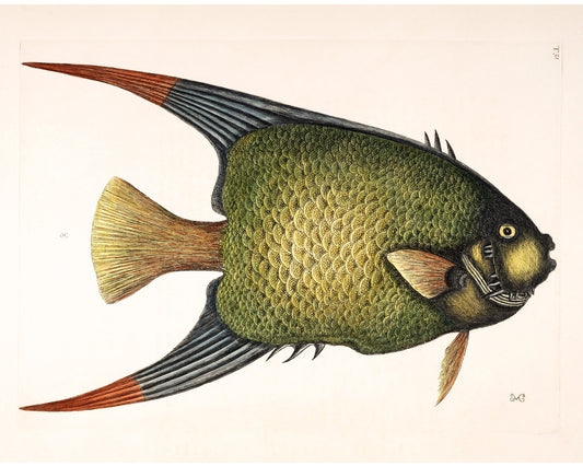 Antique angel fish | 18th century Mark Catesby | Natural history art | Water, ocean animal | Modern vintage décor | Eco-friendly gift