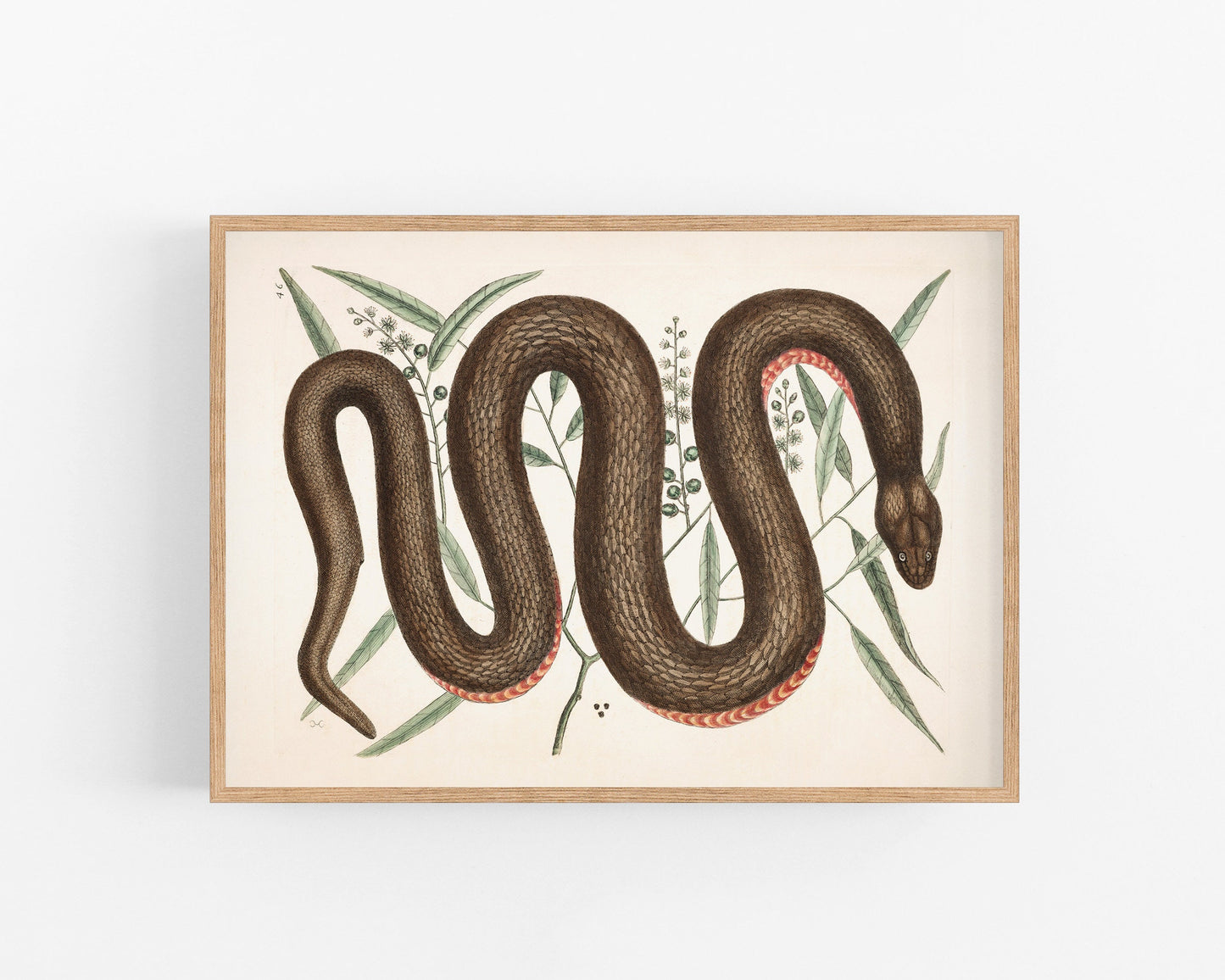 Copper belly snake | Antique Mark Catesby | Natural history of Carolina art | Modern vintage décor | Eco-friendly gift