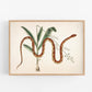 Corn snake & plant | Antique Mark Catesby | Natural history of Carolina art | Modern vintage décor | Eco-friendly gift