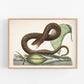 Viper snake, lizard and arum lily print | Antique Mark Catesby | Natural history of Carolina art | Modern vintage décor | Eco-friendly gift