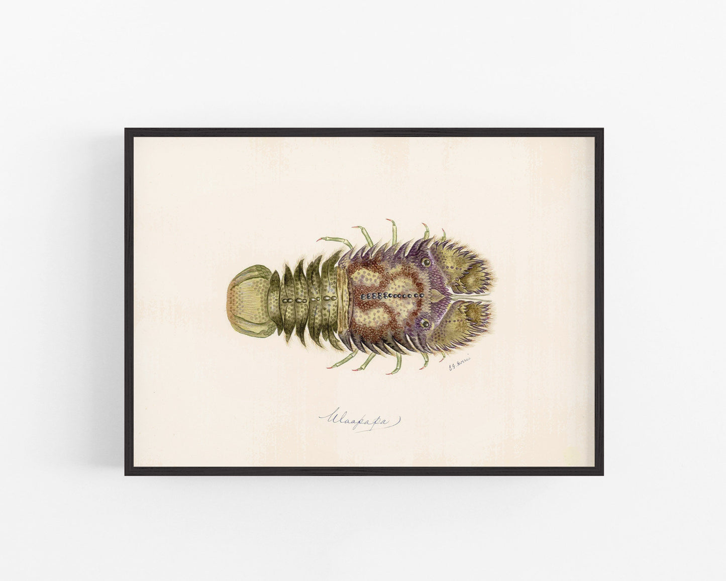 Vintage crawfish art | Female artist Gertrude Norrie | Natural history | Water, ocean animal | Modern vintage décor | Eco-friendly gift
