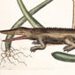 Antique Alligator art | 1754 Mark Catesby print | Vintage Natural History | Water, swamp animal | Modern vintage decor | Eco-friendly gift