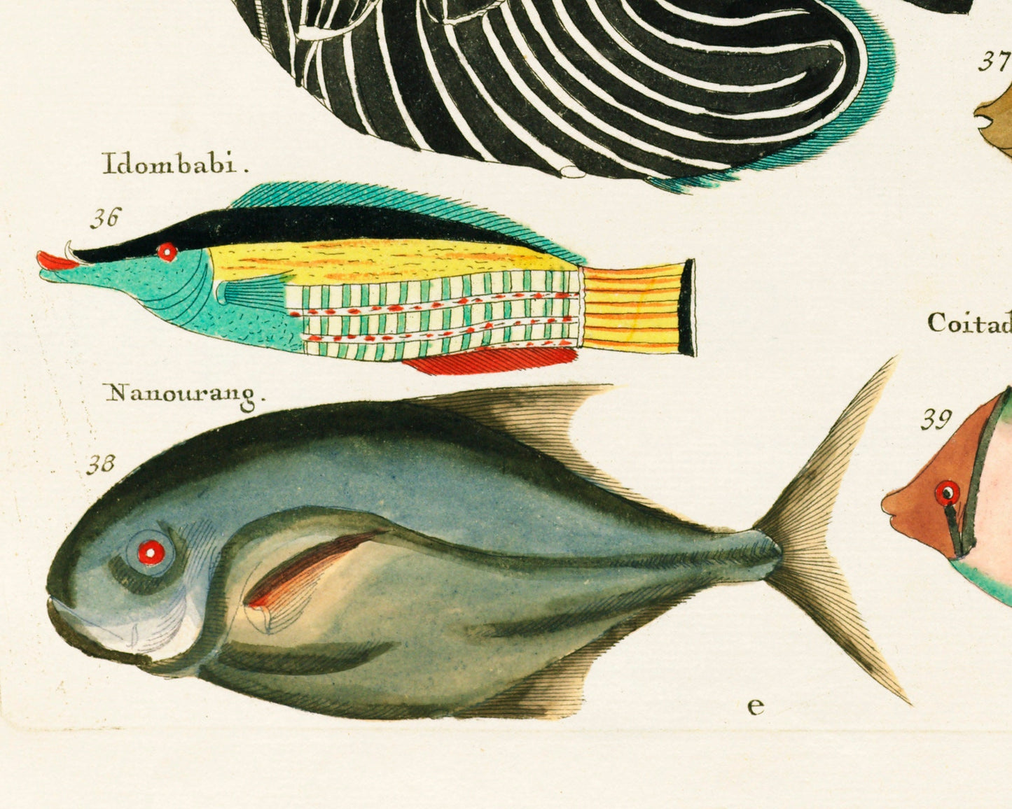 Colorful vintage fish | 18th century natural history | Ocean, aquarium, tropical animal life illustration |  | Eco-friendly gift