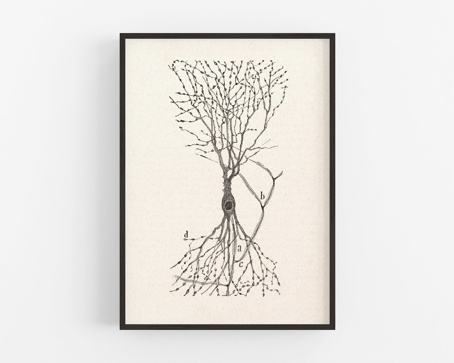 Vintage cell drawing | Santiago Ramón y Cajal | Cell of a rabbit | Antique anatomical wall art | Neuroscience & Biology art | Spanish artist