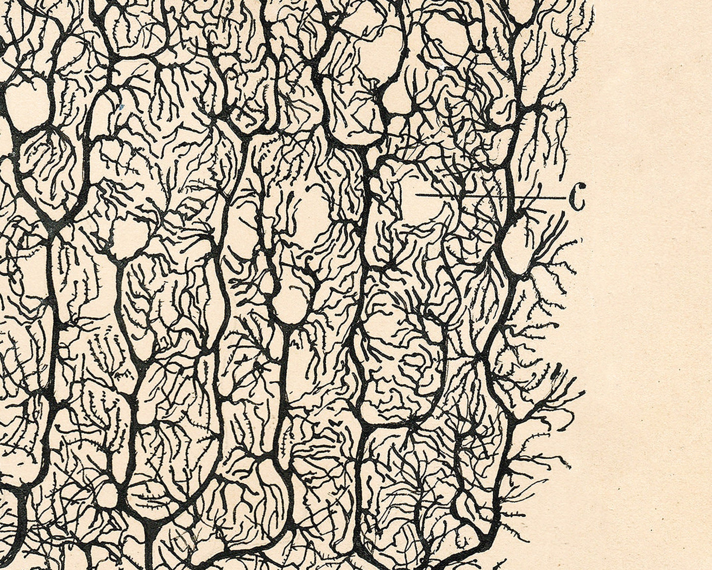 Vintage neuron drawing No. 1 | Santiago Ramón y Cajal | Antique anatomical illustration | Neuroscience & Biology | Abstract art | Spanish artist
