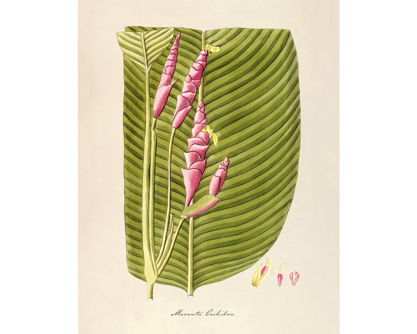 Antique plant & flower art | Maranta cachibou | Prayer plant | Vintage Natural History | Modern vintage decor | Eco-friendly gift
