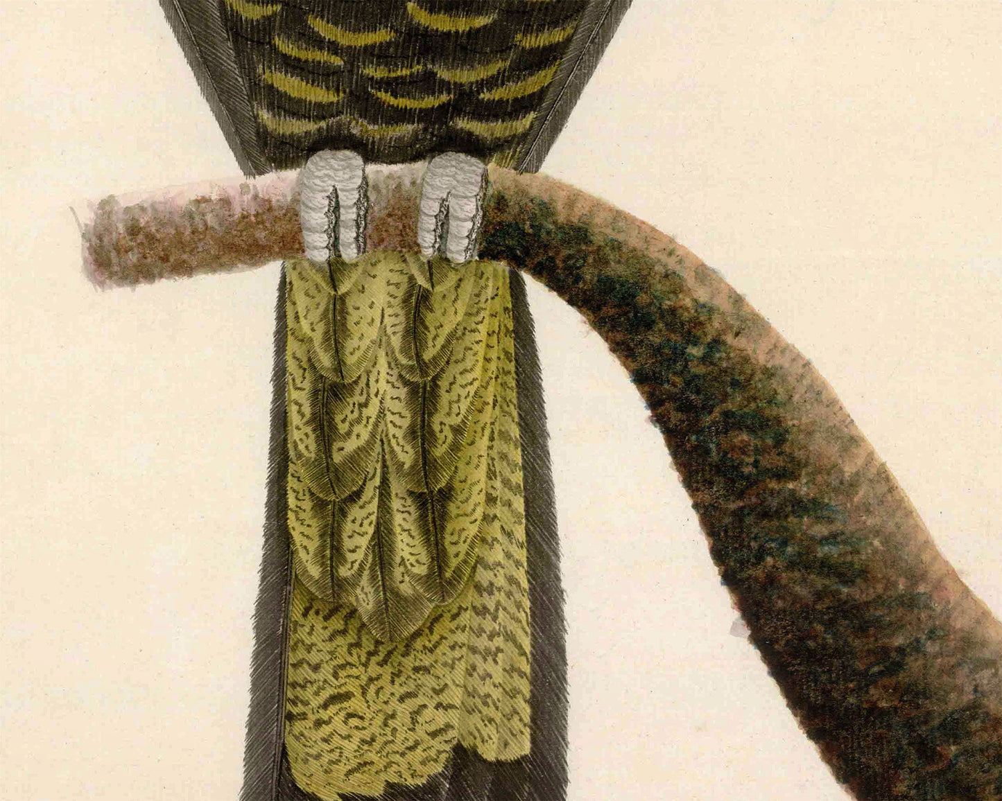 Ancient cockatoo art | 18th century bird illustration | Natural history print | Animal wall decor | Modern vintage décor | Eco-friendly gift