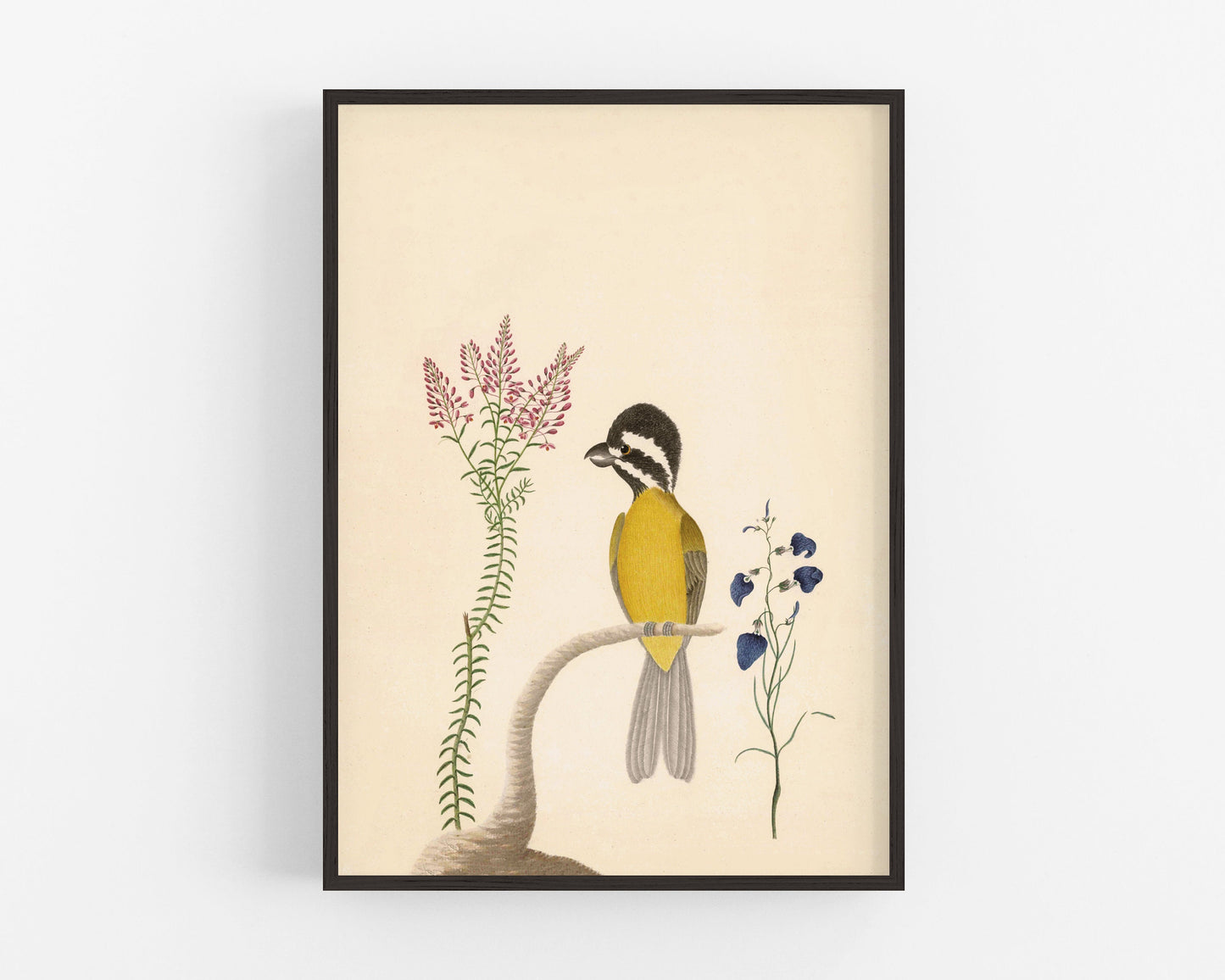 Shriketit and flower art | 18th century bird illustration | Natural history | Animal wall decor | Modern vintage décor | Eco-friendly gift