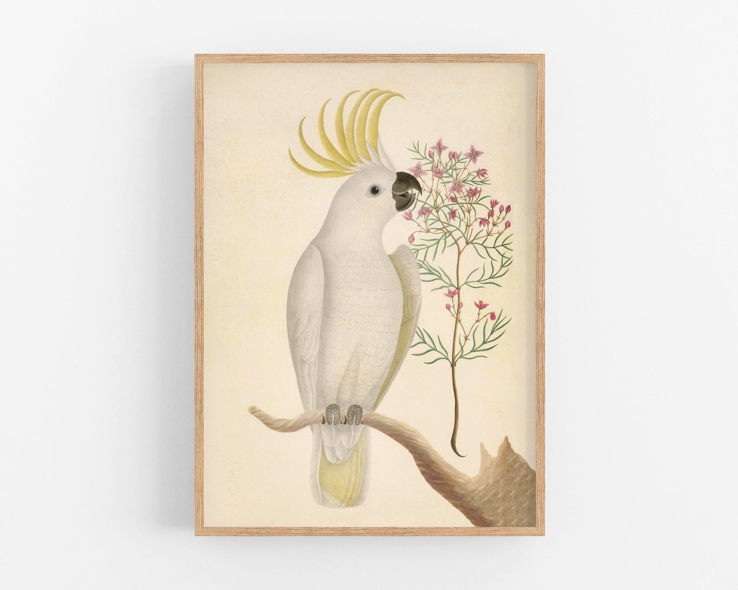Antique cockatoo & flower art | 18th century bird illustration | Natural history | Animal wall décor | Modern vintage | Eco-friendly gift