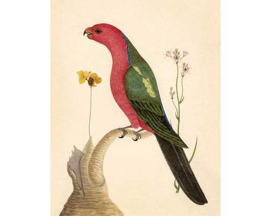 Antique bird and flower art | 18th century bird illustration | Natural history print | Animal décor | Modern vintage | Eco-friendly gift