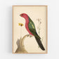 Antique bird and flower art | 18th century bird illustration | Natural history print | Animal décor | Modern vintage | Eco-friendly gift