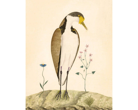 Antique sparrow hawk & flower art | 18th century bird and plants | Natural history print | Animal décor | Modern vintage | Eco-friendly gift