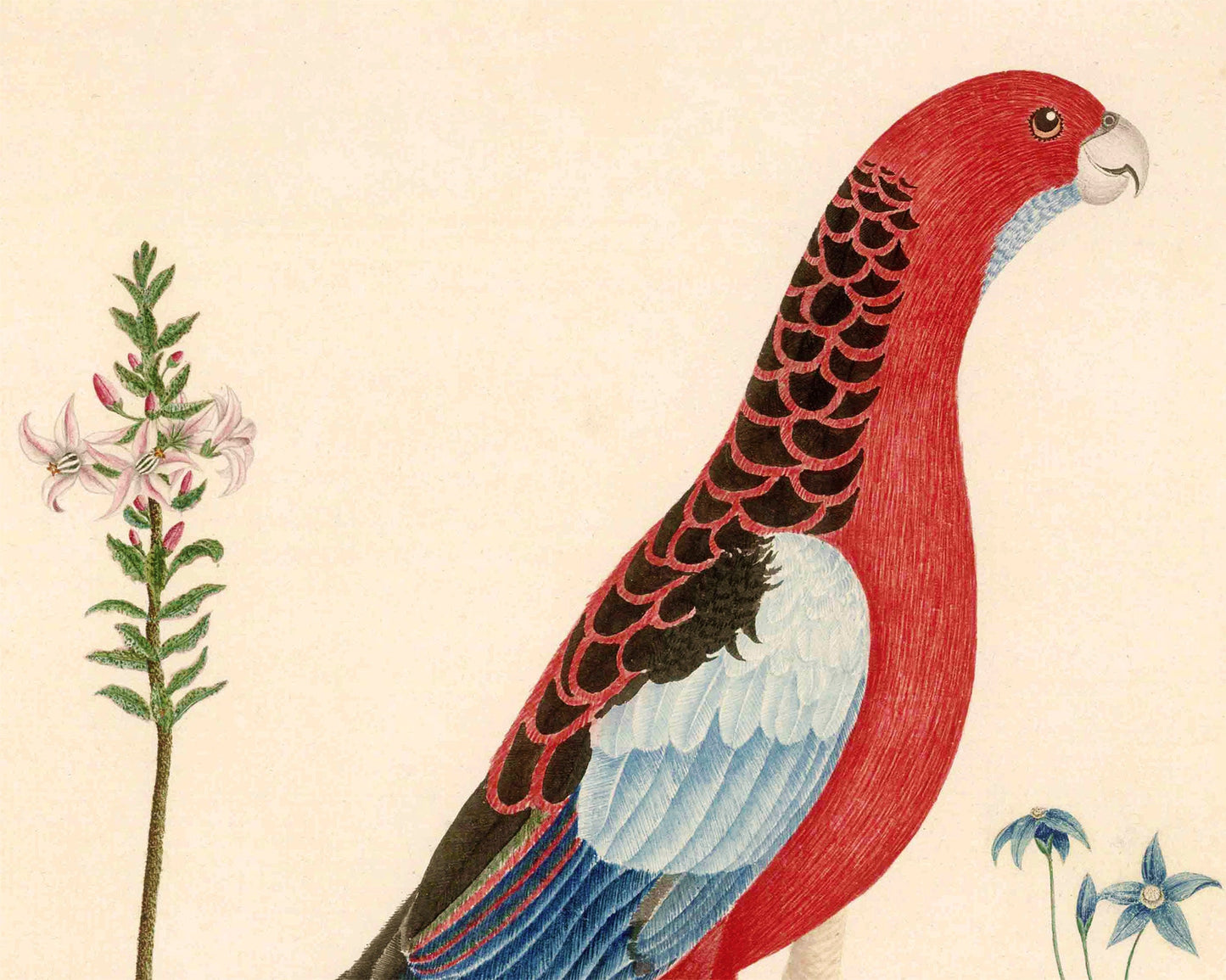 Antique parrot and flower art | 18th century bird and plants | Natural history print | Animal décor | Modern vintage | Eco-friendly gift