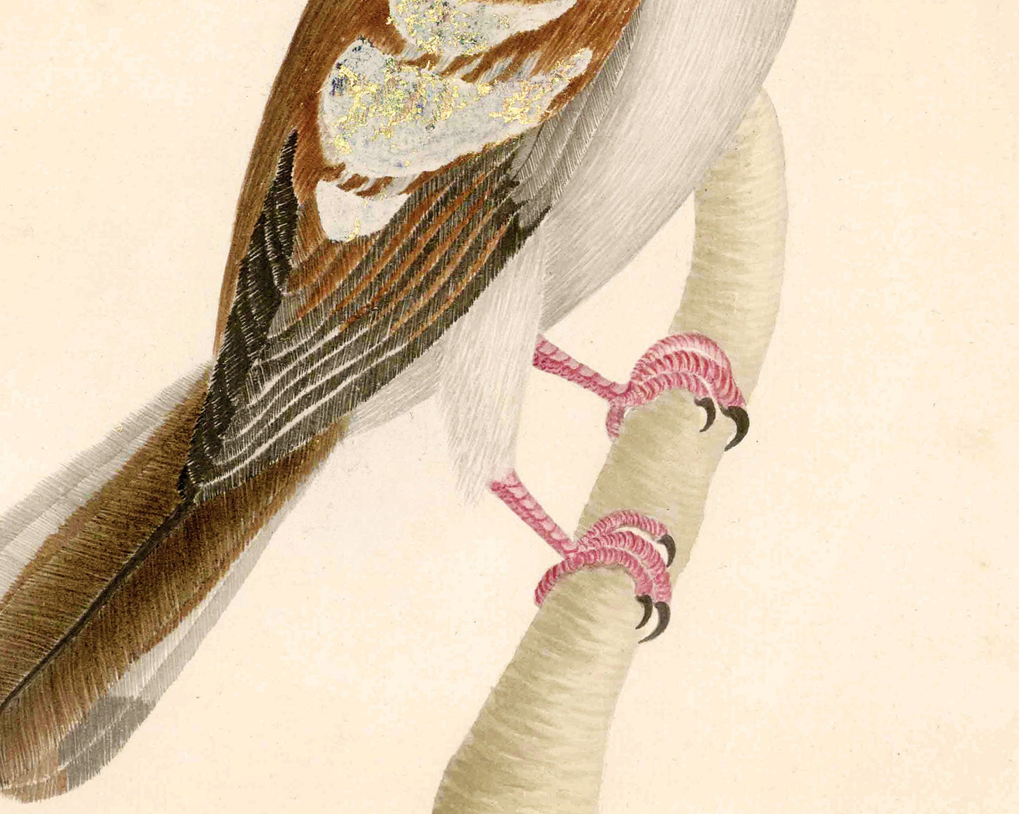 Antique bird art | Pink talons | 18th century bird illustration | Natural history print | Animal décor | Modern vintage | Eco-friendly gift