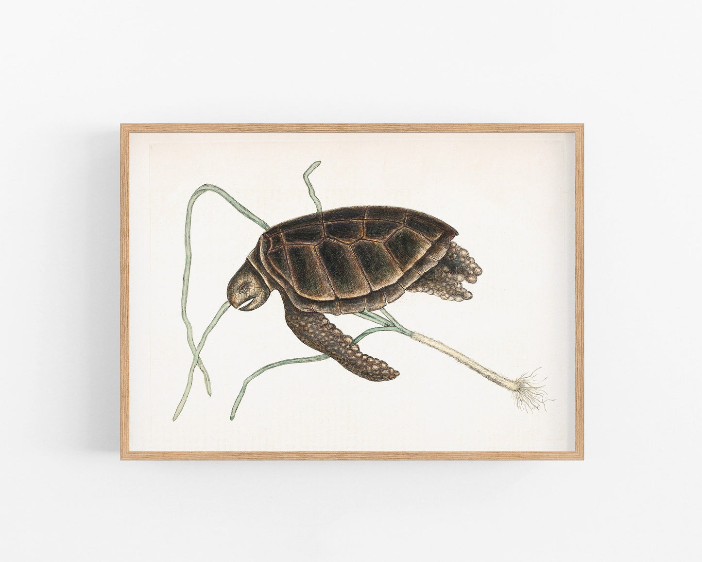 Vintage turtle art | Mark Catesby print | Animal wall art | Natural history illustration | Water, ocean animal | 18th century painting