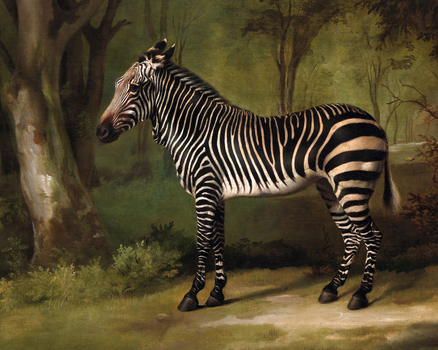 Vintage zebra art print | George Stubbs | Antique animal wall art | African animal in forest | Jungle & safari painting