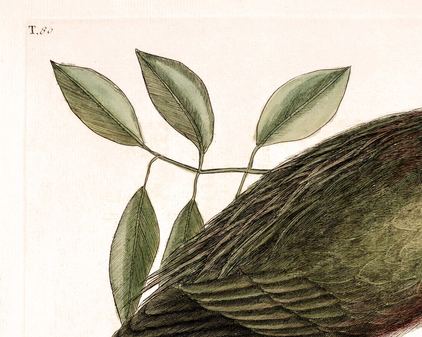 Antique bird art | Eurasian bittern | 18th century Mark Catesby | Natural history illustration | Modern vintage décor | Eco-friendly gift