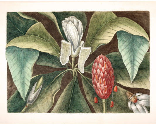 Antique magnolia tree art | 18th century Mark Catesby | Natural history illustration | Modern vintage décor | Eco-friendly gift