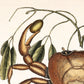 Land Crab by Mark Catesby