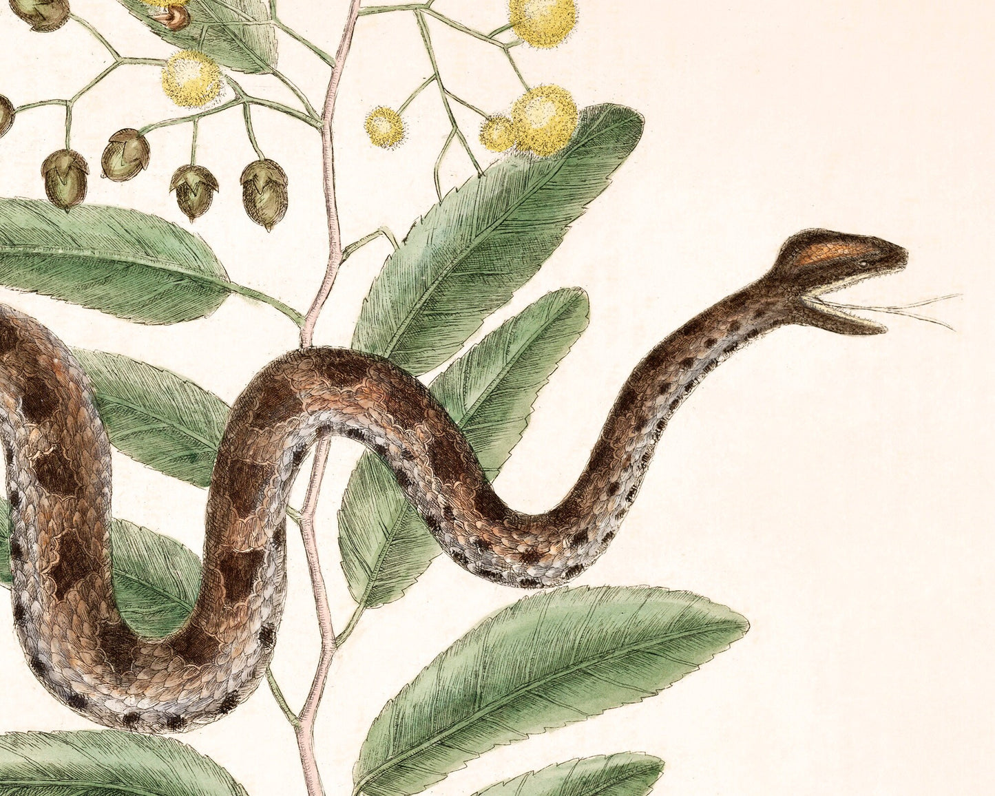 Viper snake and acacia | Antique Mark Catesby | Natural history of Carolina art | Modern vintage décor | Eco-friendly gift