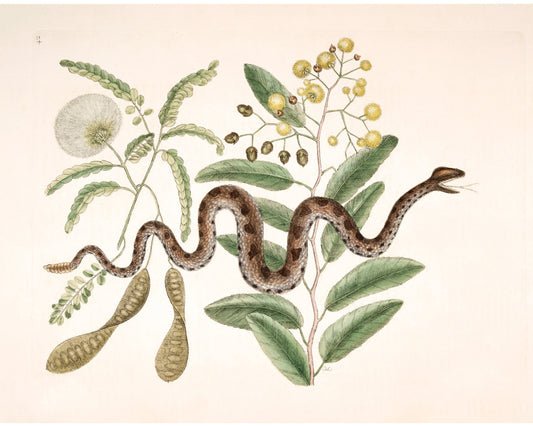 Viper snake and acacia | Antique Mark Catesby | Natural history of Carolina art | Modern vintage décor | Eco-friendly gift