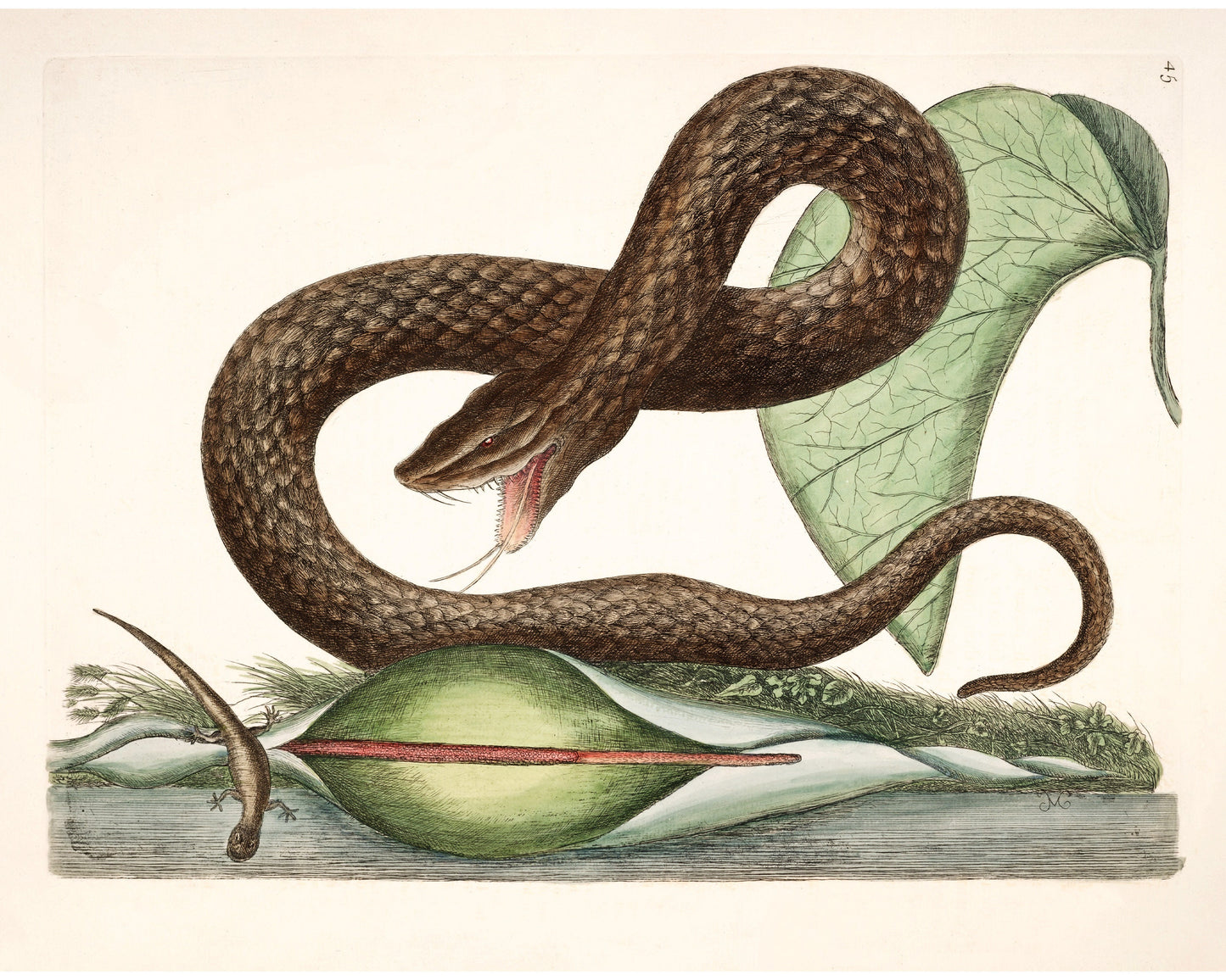 Viper snake, lizard and arum lily print | Antique Mark Catesby | Natural history of Carolina art | Modern vintage décor | Eco-friendly gift