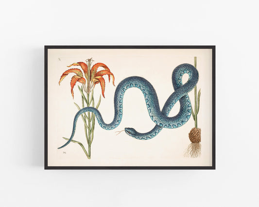 Wampum snake and lily print | Antique Mark Catesby | Natural history of Carolina art | Modern vintage décor | Eco-friendly gift