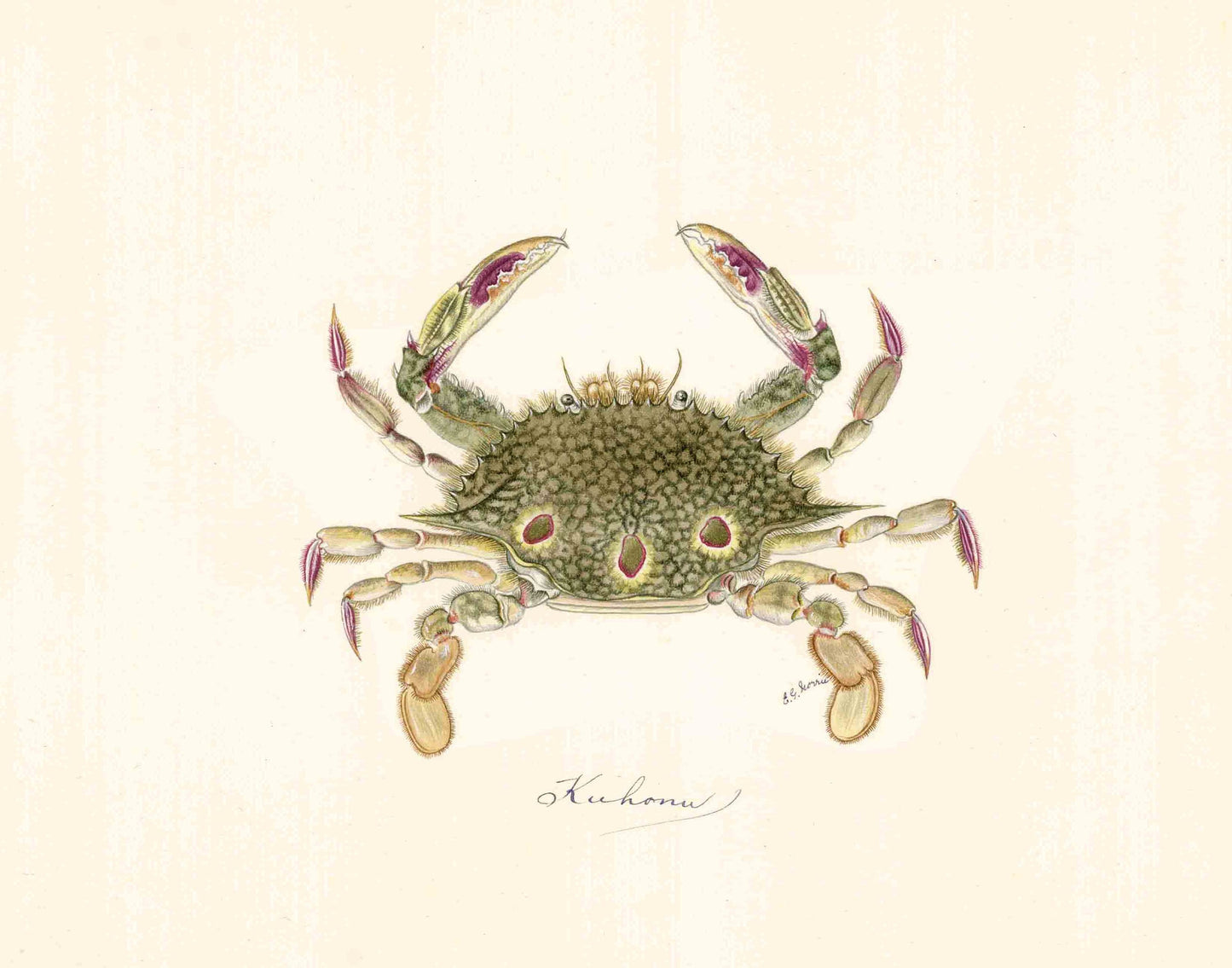 Vintage Hawaiian crab | Female artist Gertrude Norrie | Natural history art | Water, ocean animal | Modern vintage décor | Eco-friendly gift