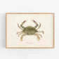 Vintage Hawaiian crab | Female artist Gertrude Norrie | Natural history art | Water, ocean animal | Modern vintage décor | Eco-friendly gift