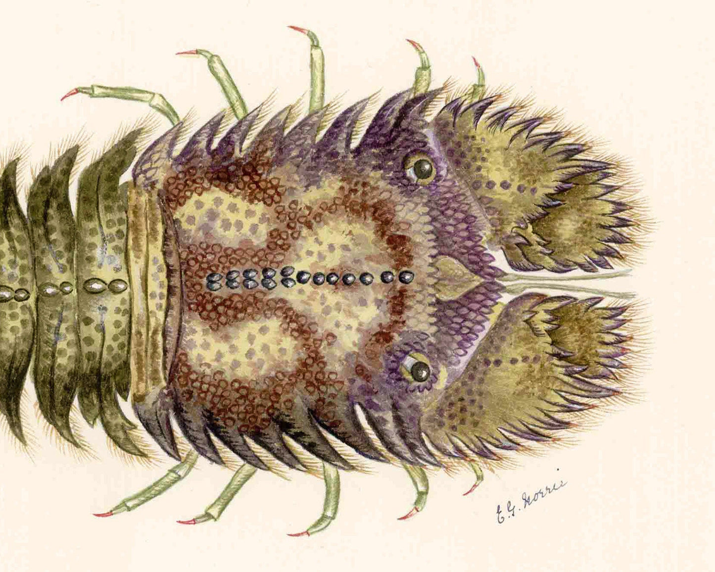Vintage crawfish art | Female artist Gertrude Norrie | Natural history | Water, ocean animal | Modern vintage décor | Eco-friendly gift